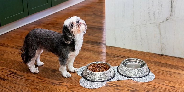 small black and white dog standing next to glitter bone-shaped placemat with rhinestone dog bowls