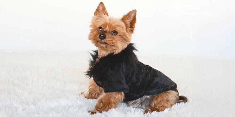 small dog in faux fur-trimmed black outfit sitting on white plush rug